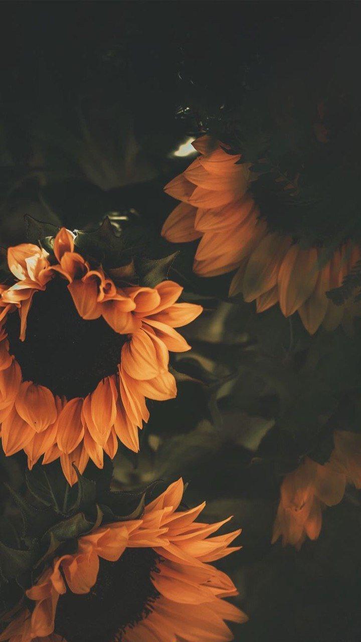 Природа 4
