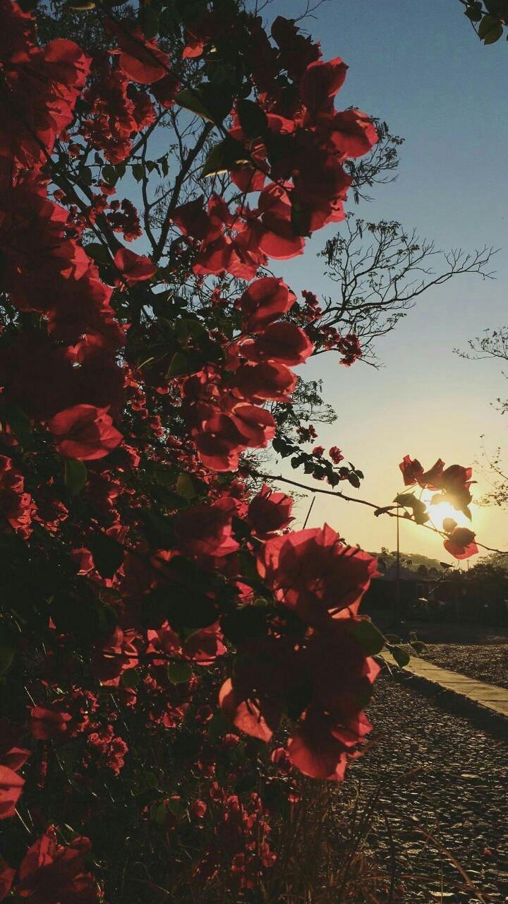 Природа 4