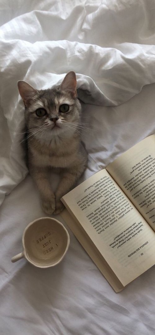 Котики 9