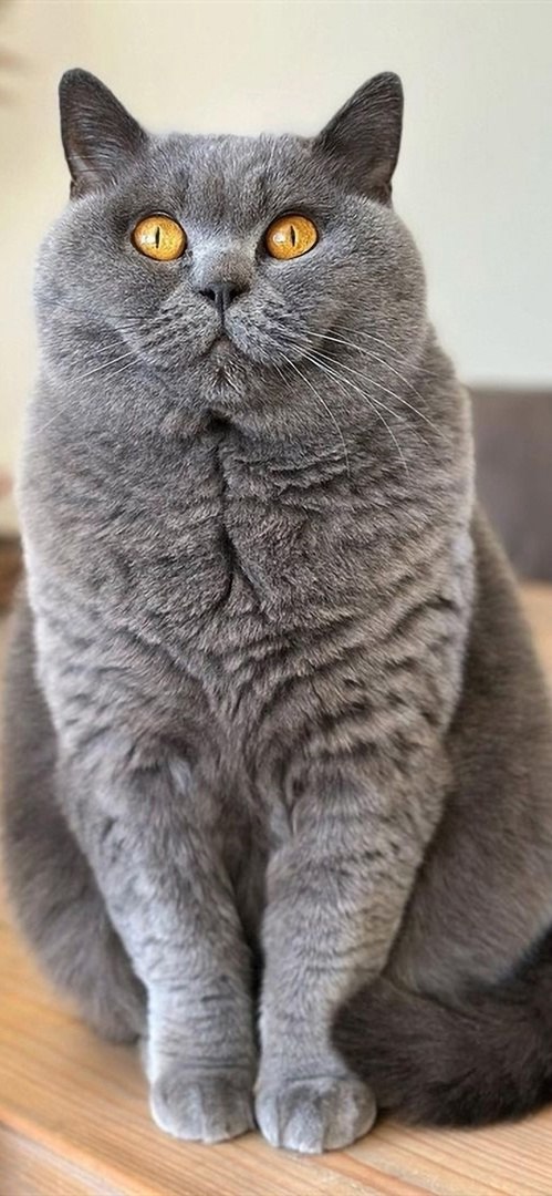 Котики 3