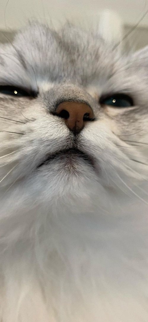 Котики 7