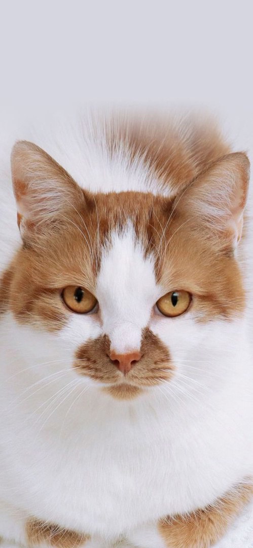 Котики 8
