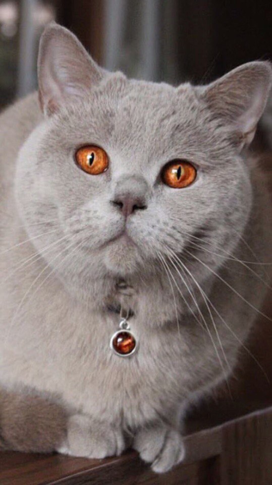 Котики 13