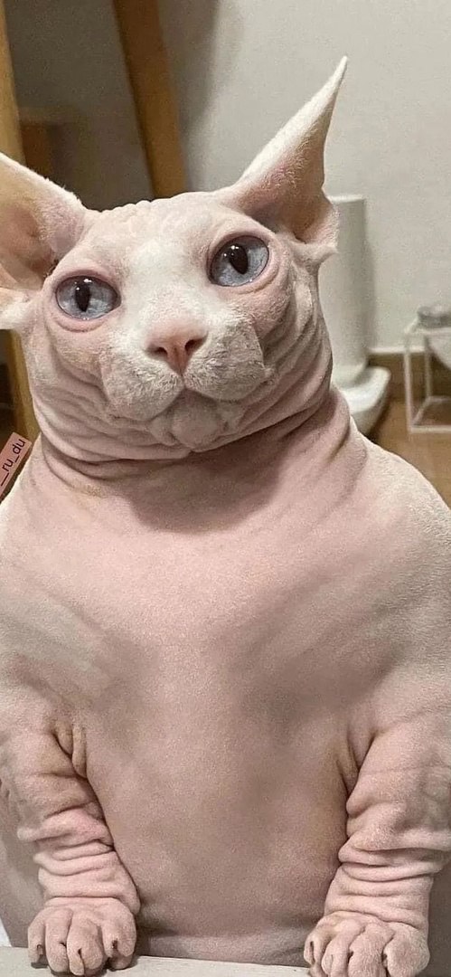 Котики 8