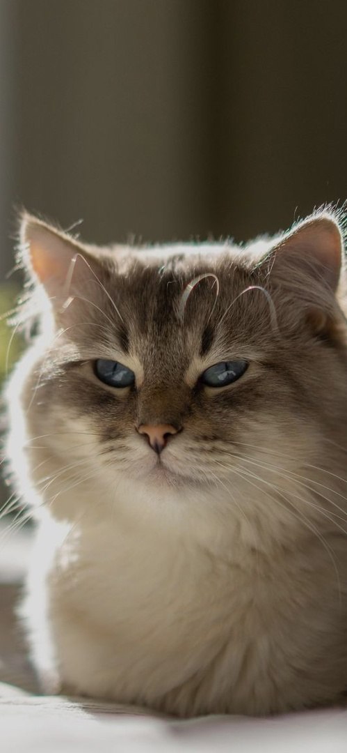 Котики 12