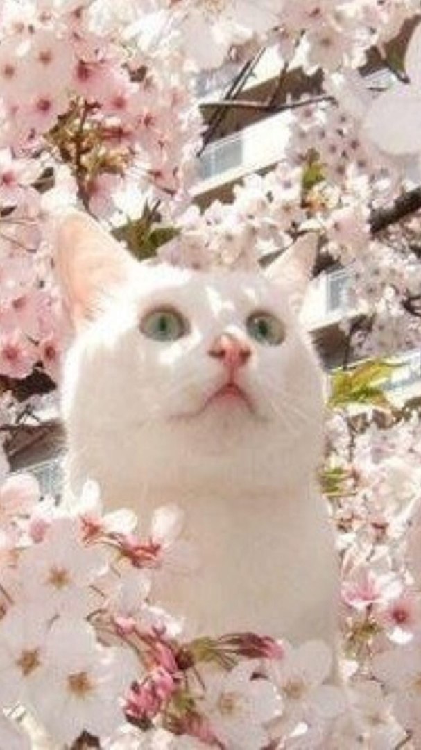 Котики 18