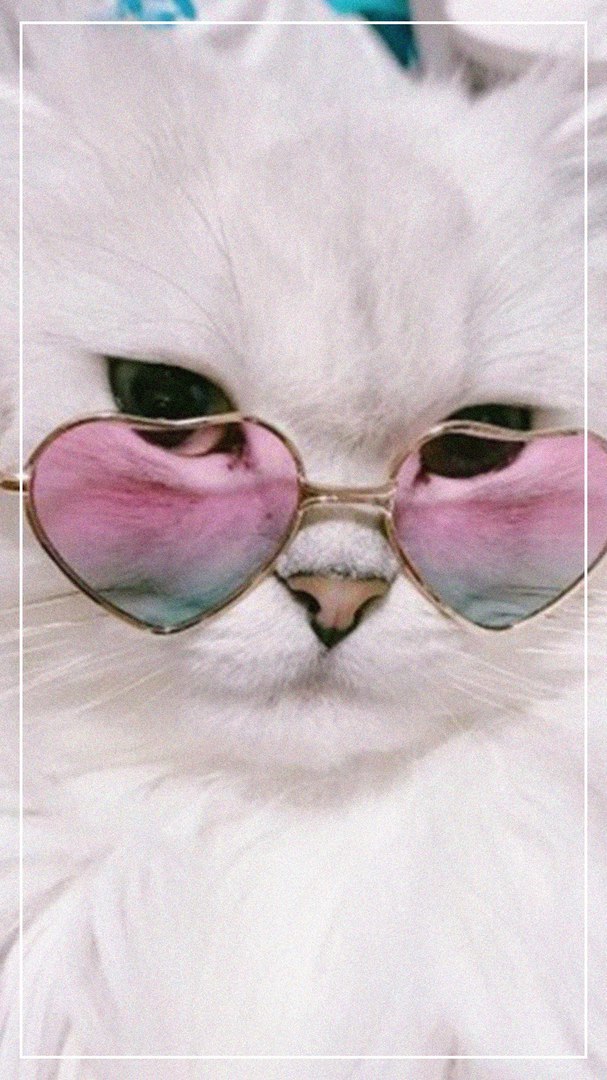 Котики 7