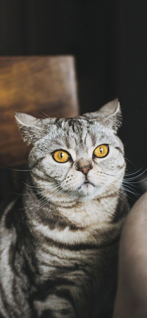 Котики 9