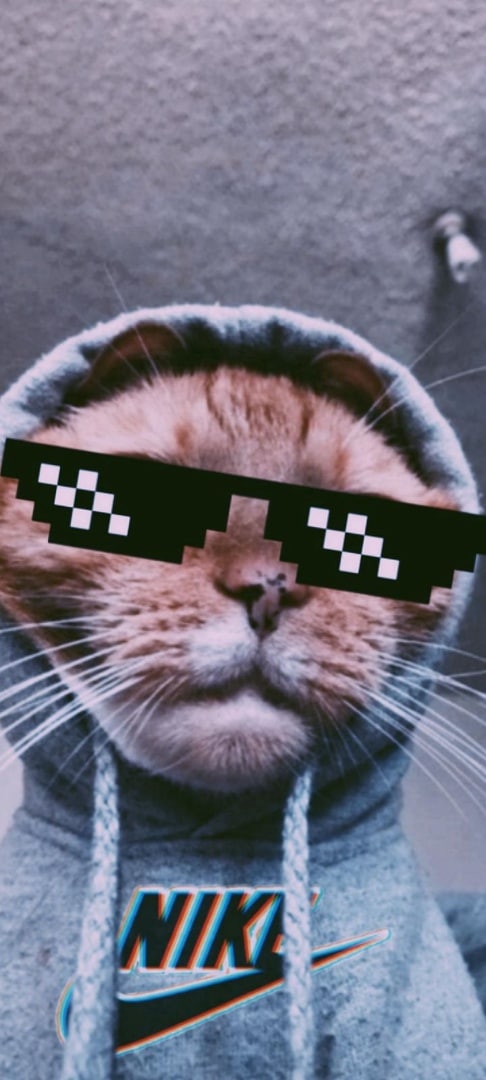 Котики 16