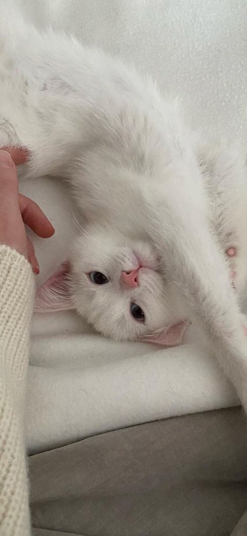 Котики 8