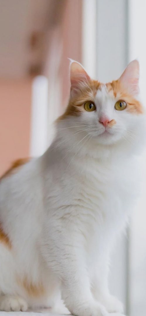 Котики 14