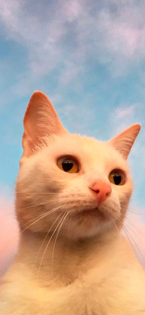 Котики 8