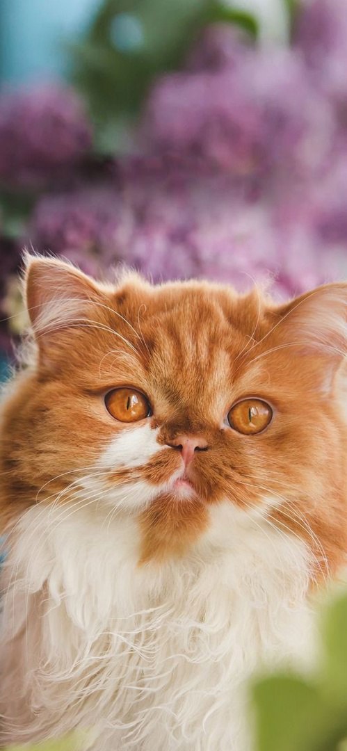Котики 5