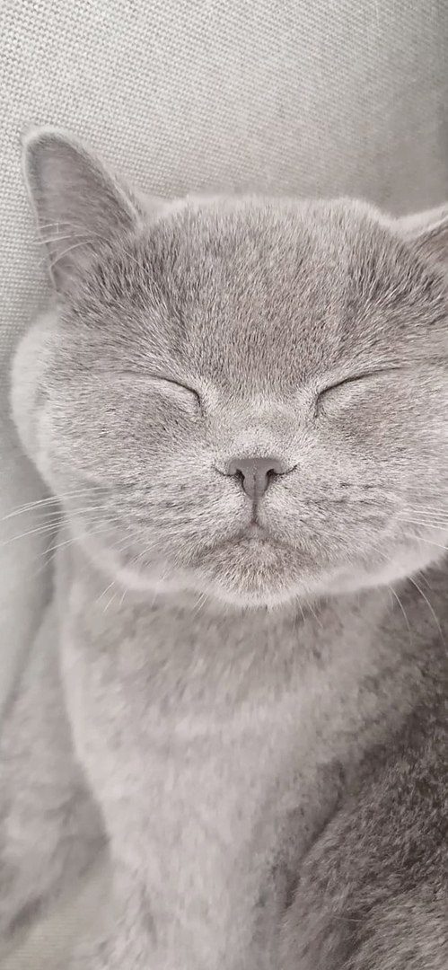 Котики 1