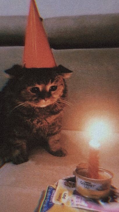 Котики 5