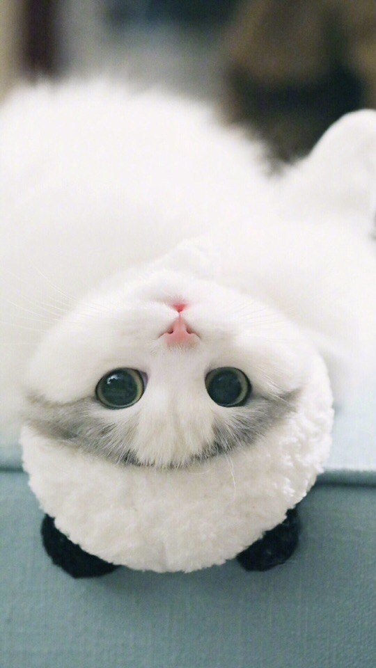 Котики 2