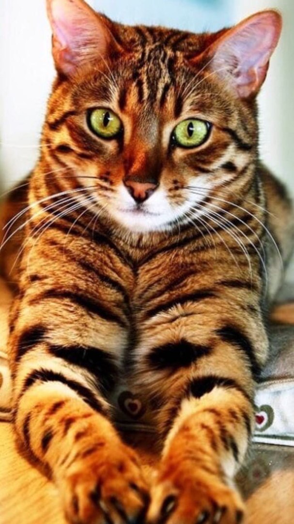 Котики 8
