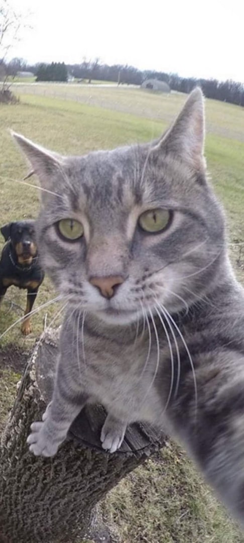 Котики 20