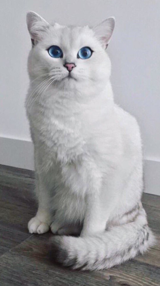 Котики 16