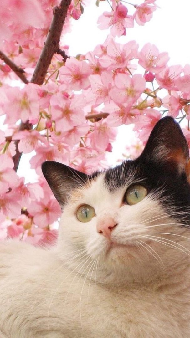 Котики 19