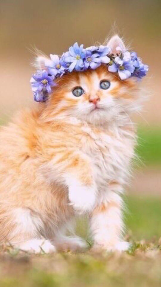 Котики 14