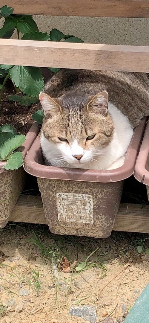 Котики 5