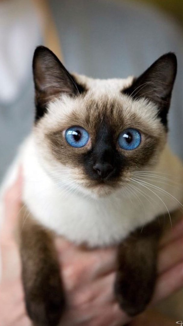 Котики 12