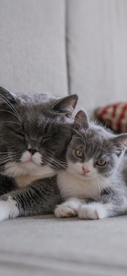Котики 19