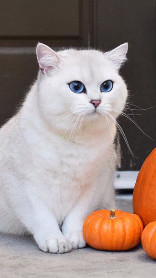 Котики 17